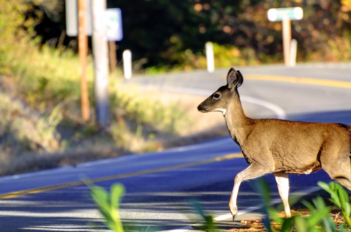 Does Car Insurance Cover Animal Damage